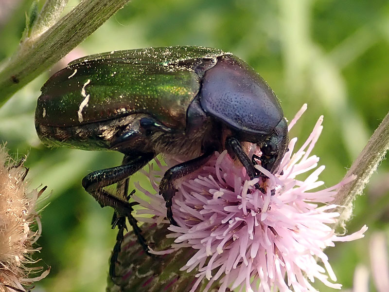 Cetonia o Protaetia? Cetonia aurata pisana